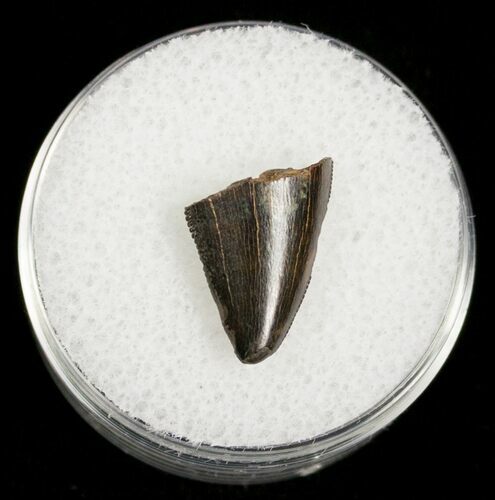 Partial Serrated Tyrannosaurid Tooth Tip - T-Rex #4426